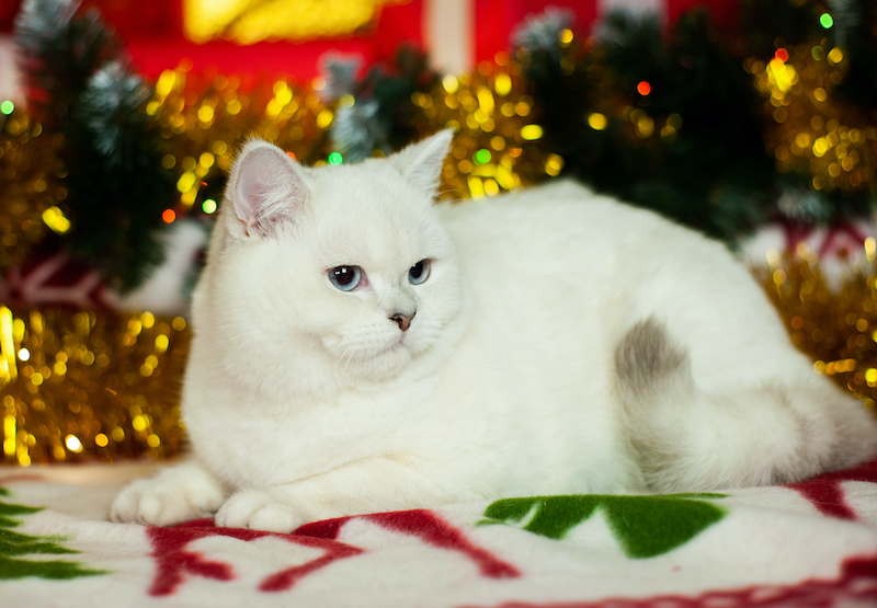 Christmas_Cat_GSPCA.jpg