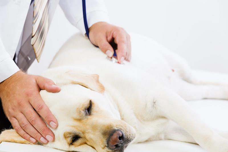 Sick_dog.jpg