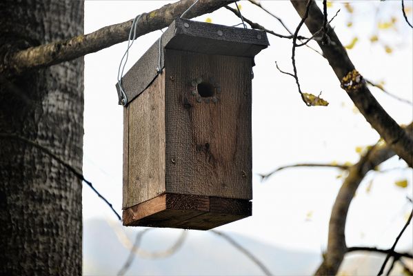 nest_box.jpg