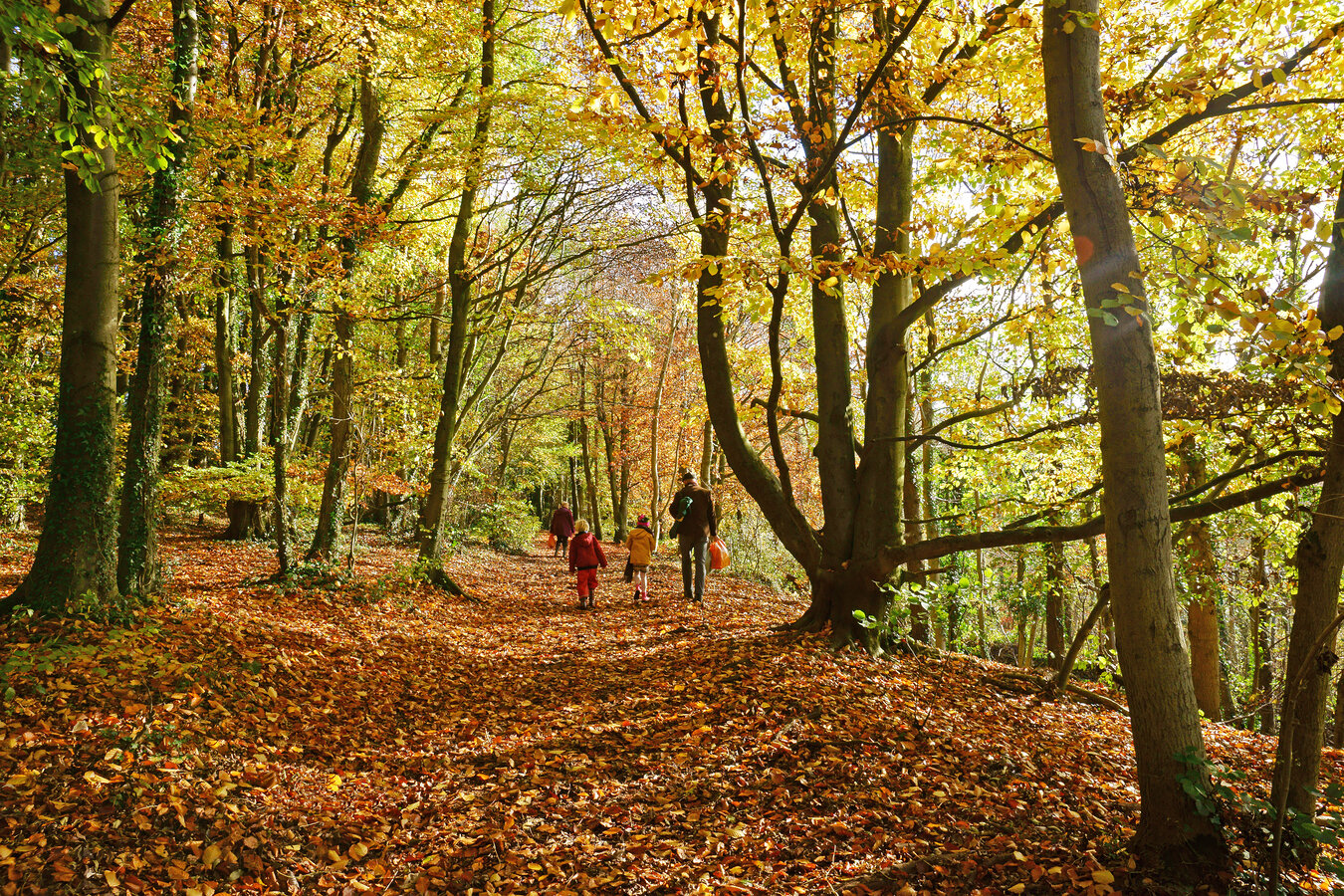 British woodland.jpg