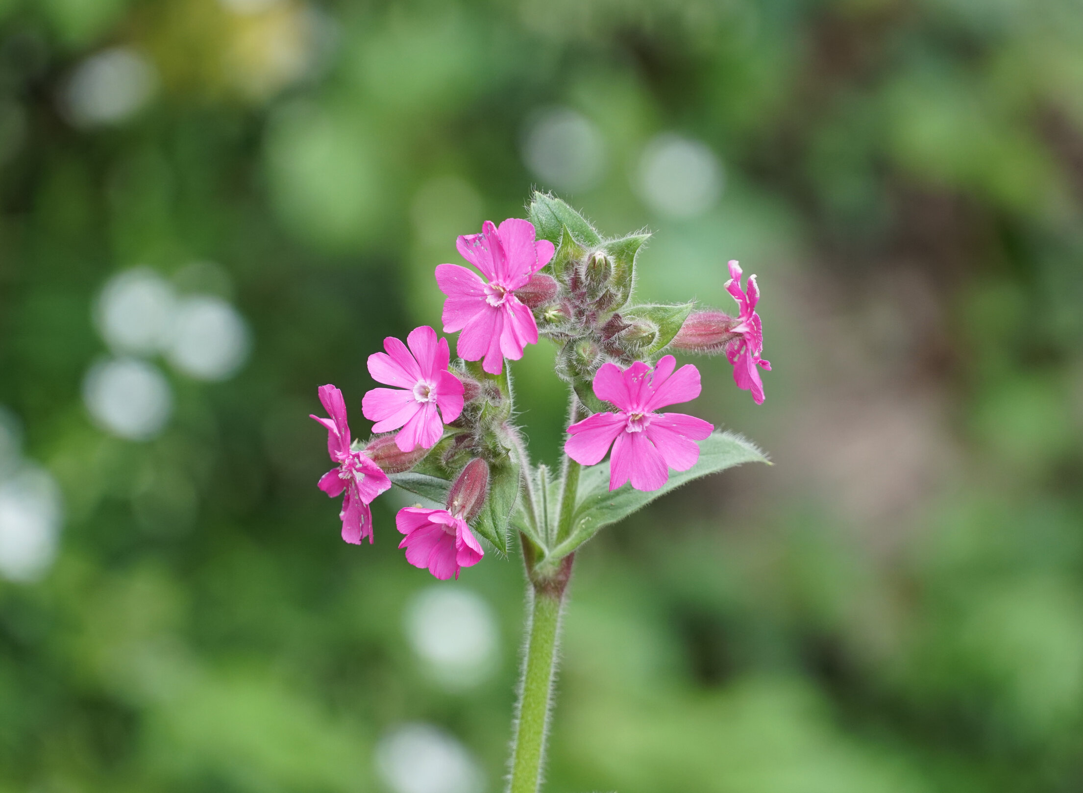 rsz_red_campion.jpg