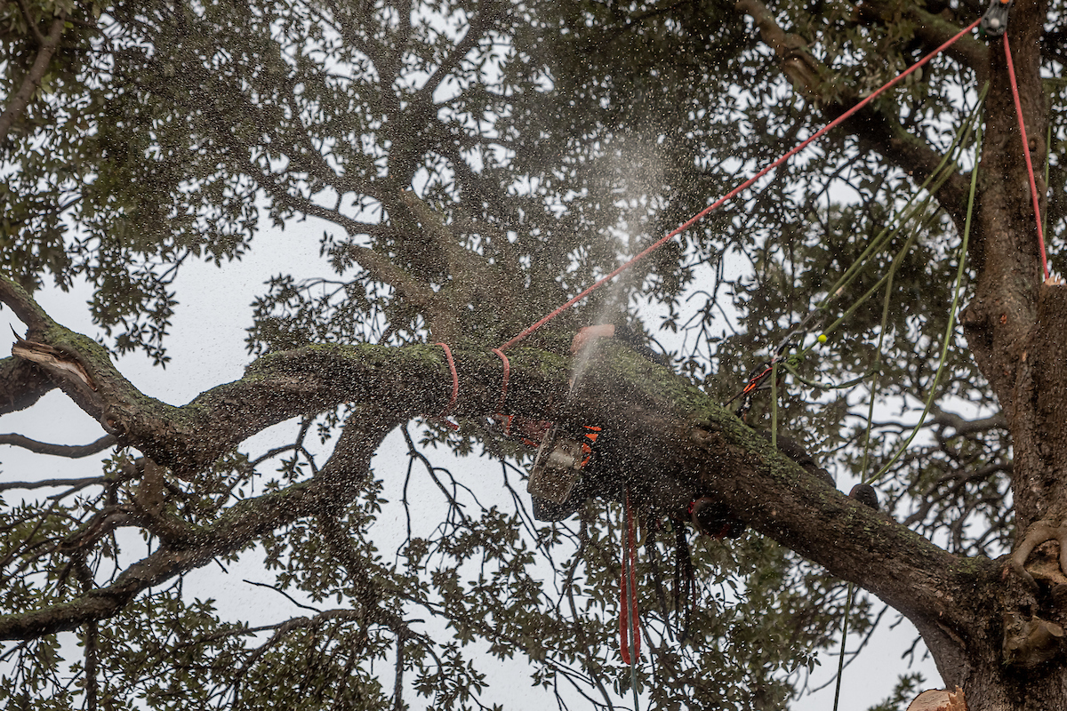 hdpfellingtree8
