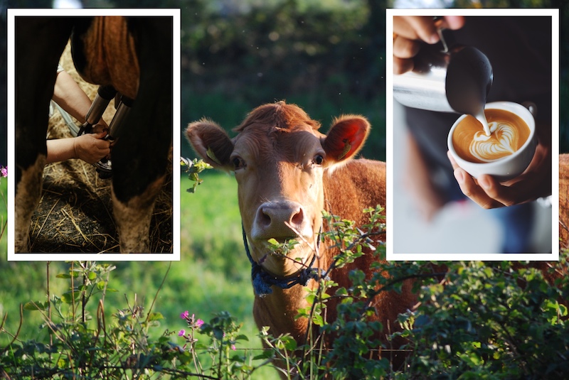 Milking_machine_cow_coffee.jpg