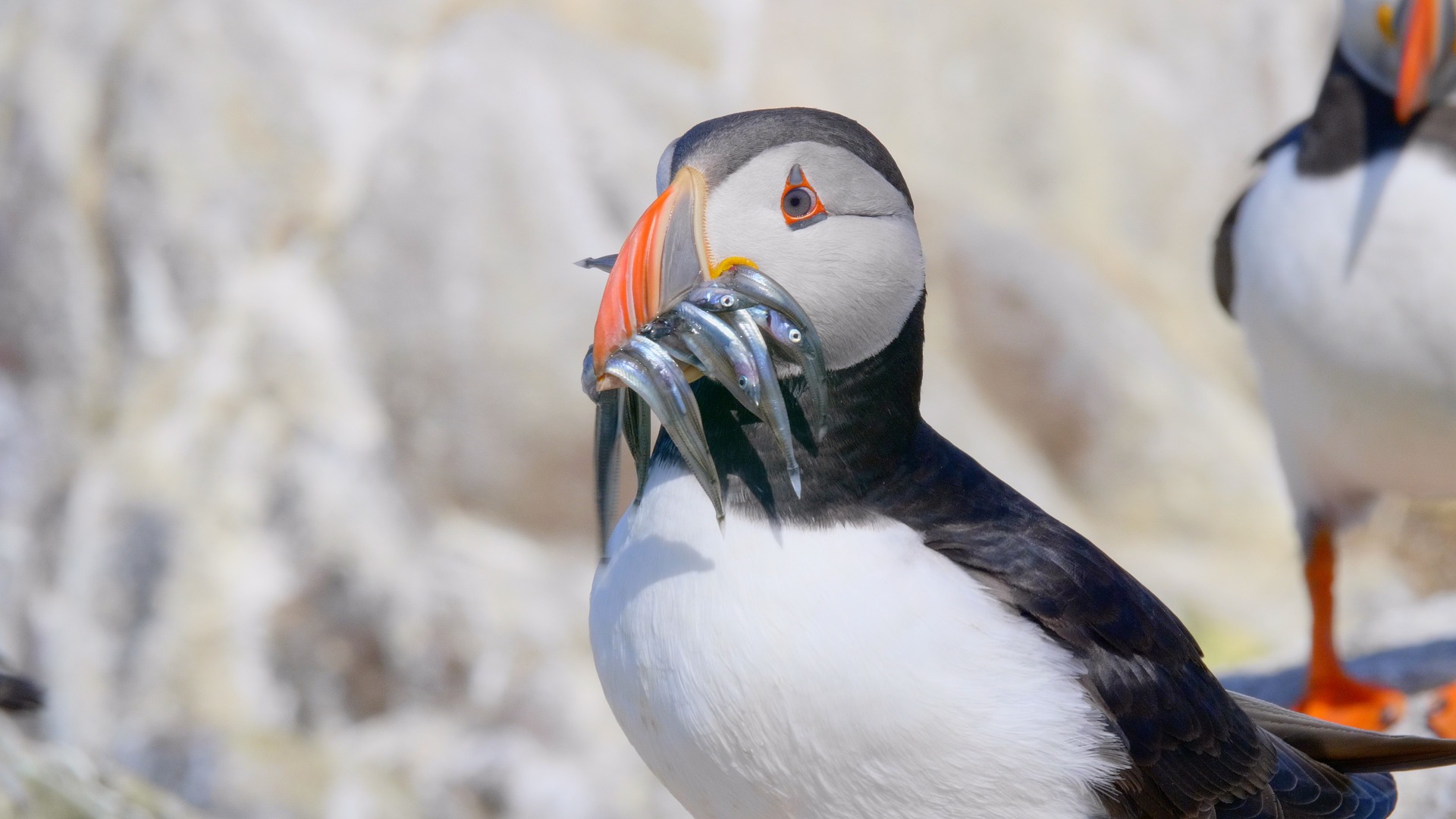 puffins.jpg