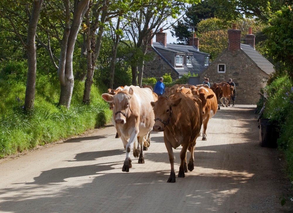 sark_dairy.jpg