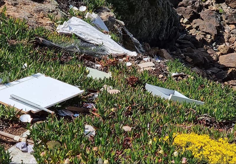 1pleinmont_litter.jpg