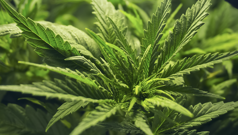 Cannabis_Plant.png