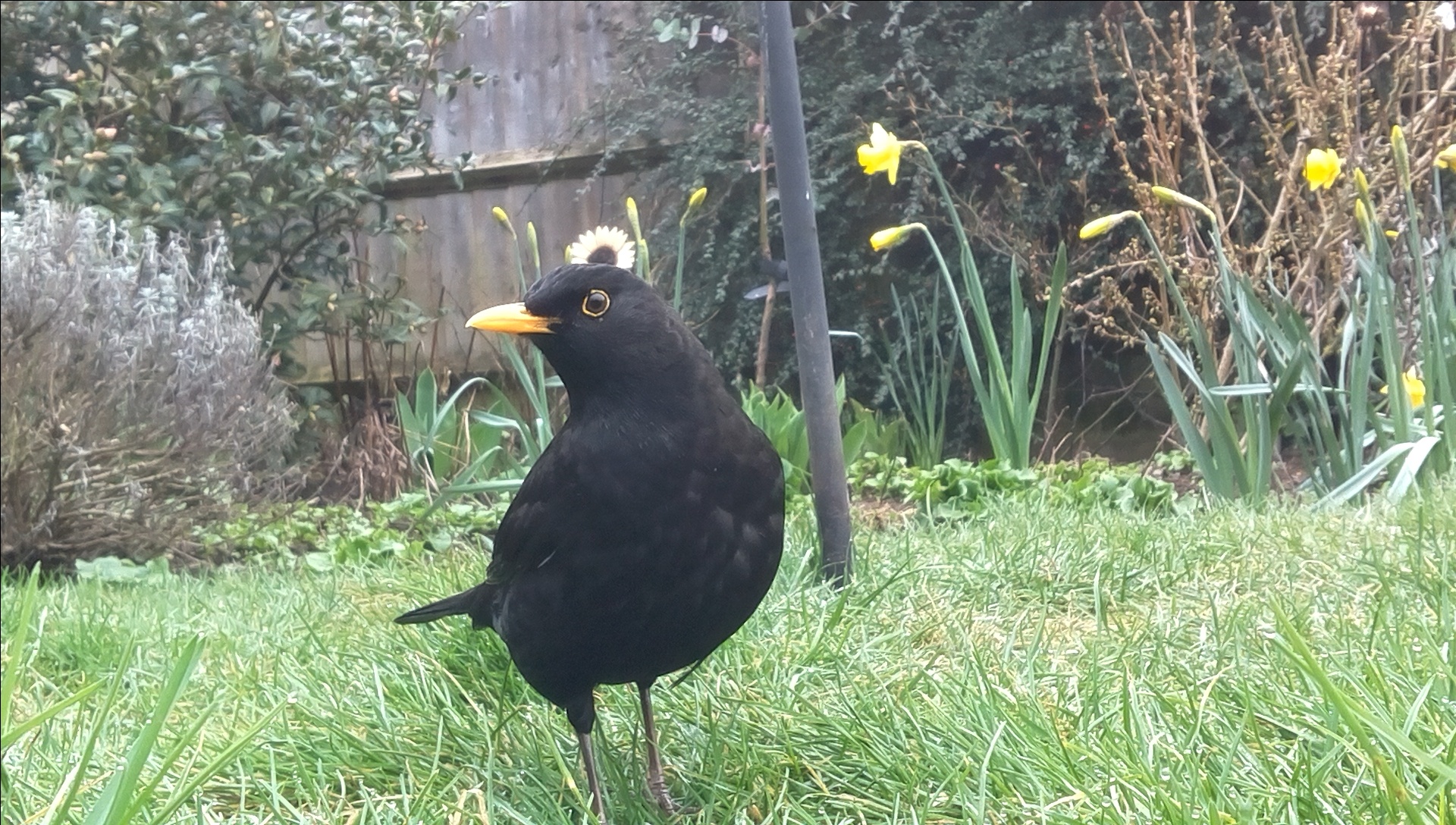 Did_you_get_my_good_side_Blackbird_Andrew_Heaver-2.jpg