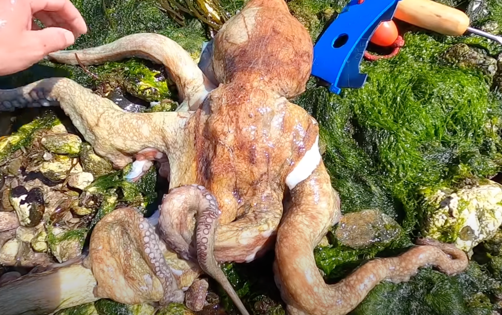 Octopus.png