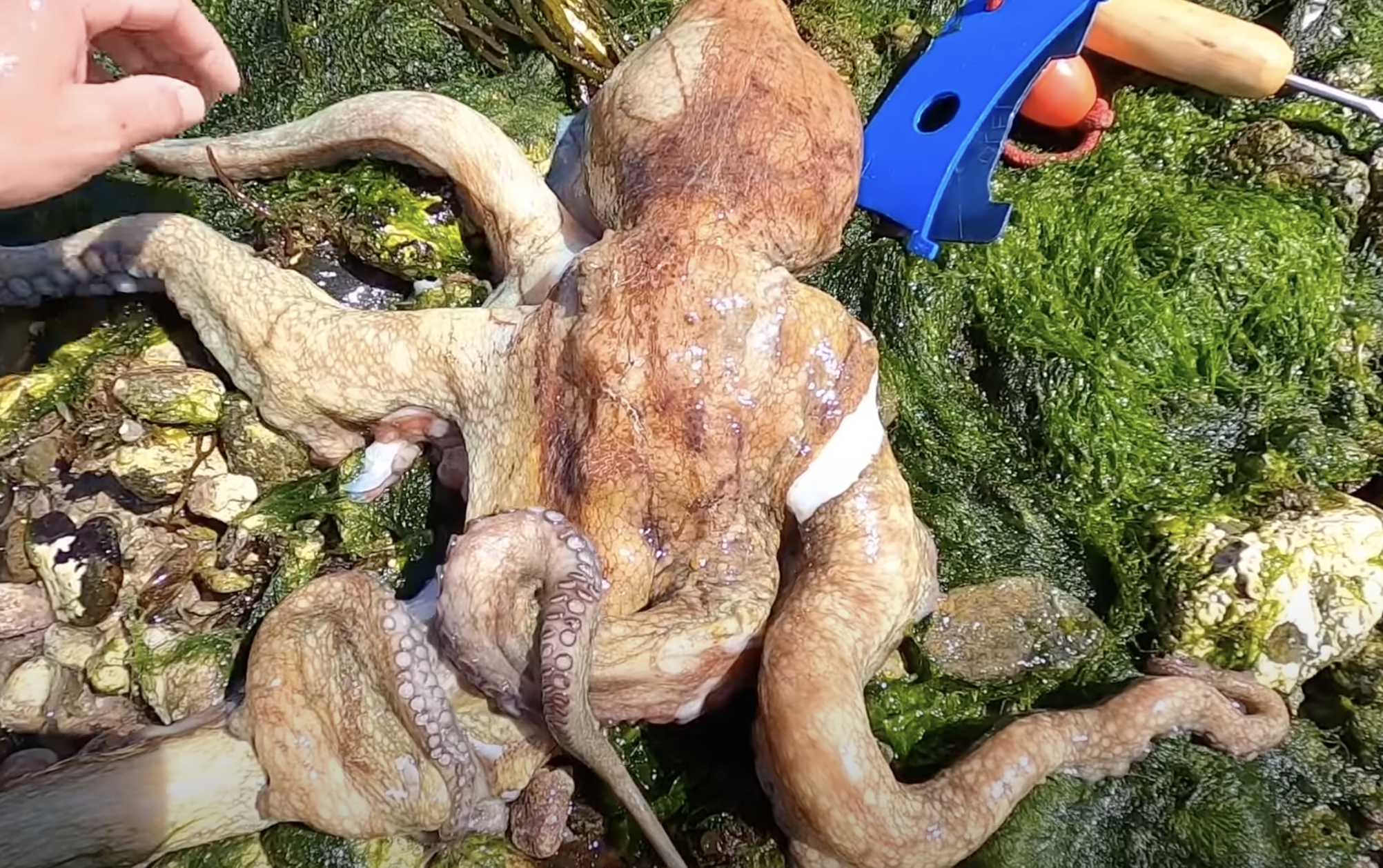 Octopus.png