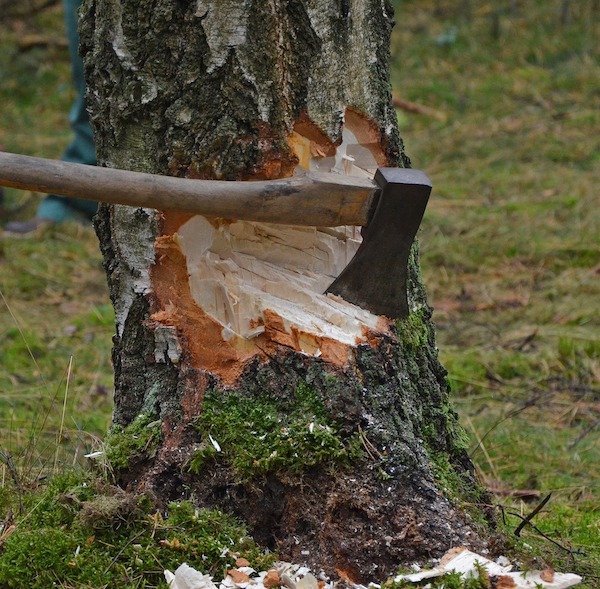 cut-tree-1716671_1920.jpg