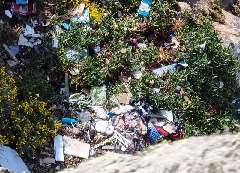 pleinmont_litter1.jpg