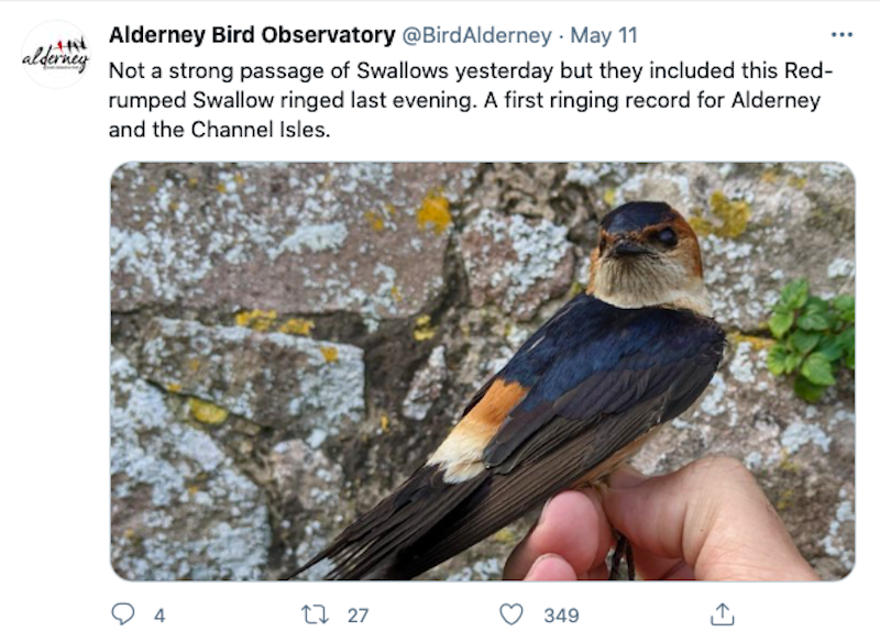ABO_swallow_ringing_.png