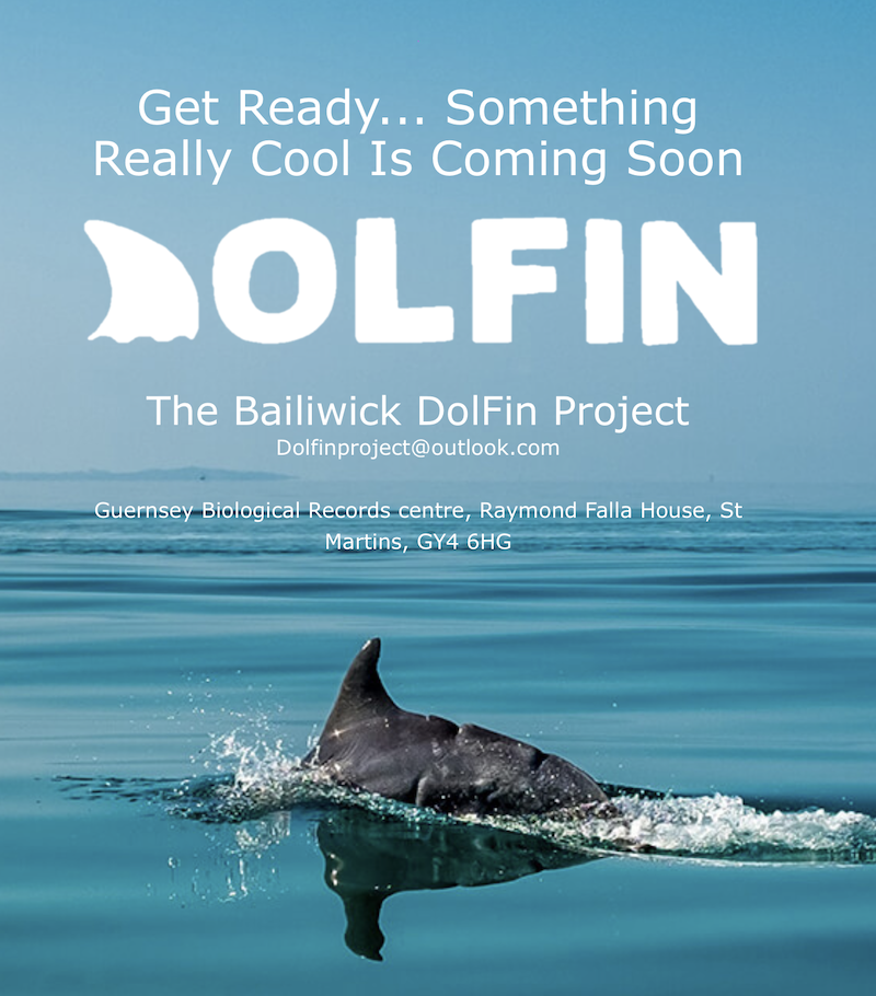 DolFin.png