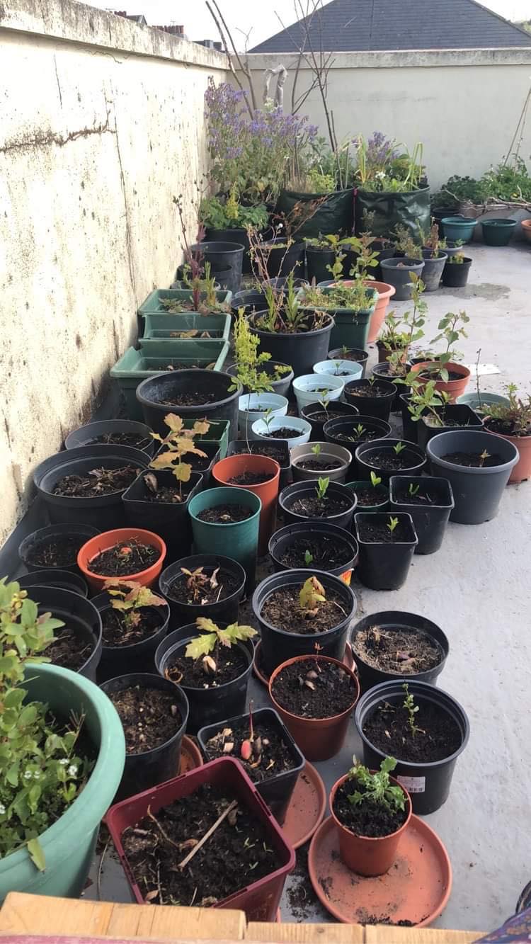 Eco_potty_pots.jpg