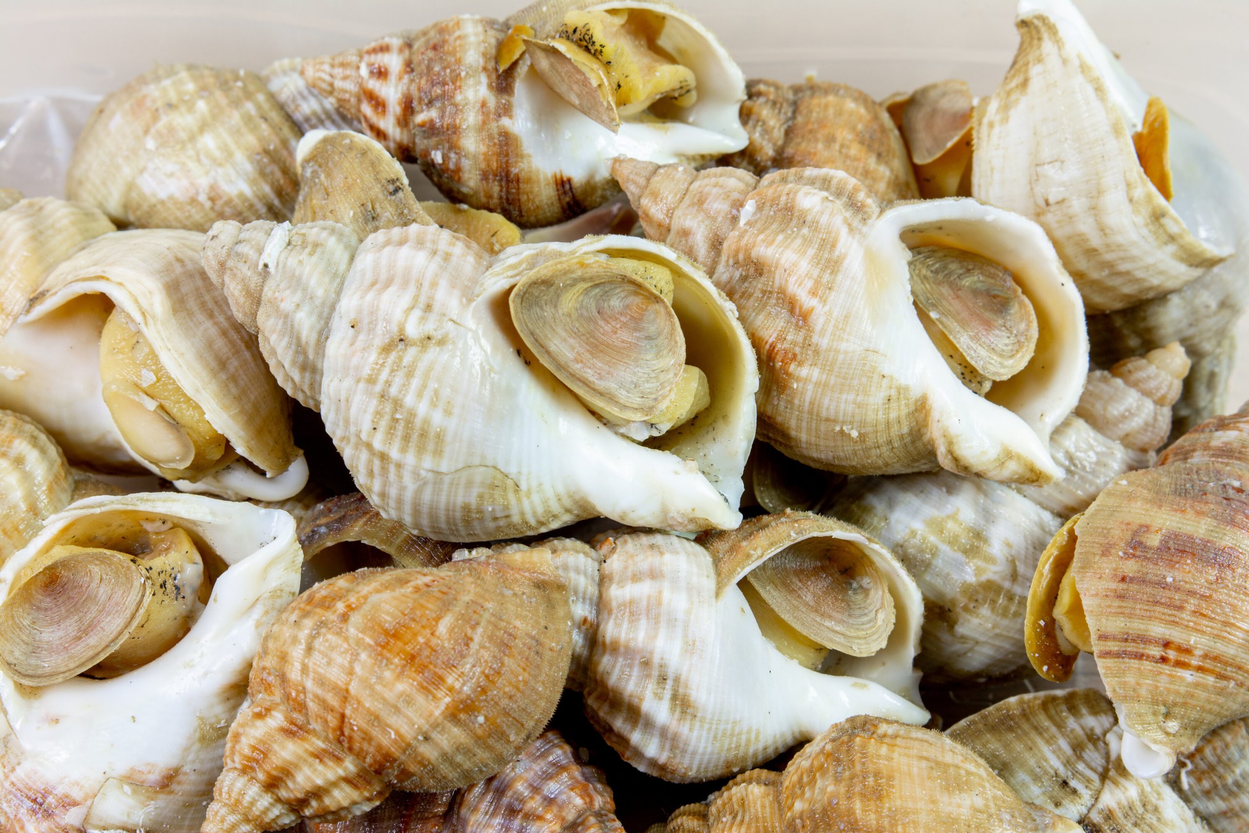 Whelks.jpeg