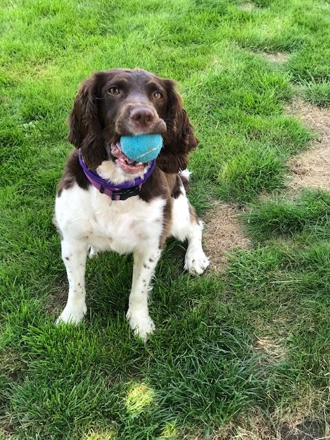 Dog_with_ball.jpg