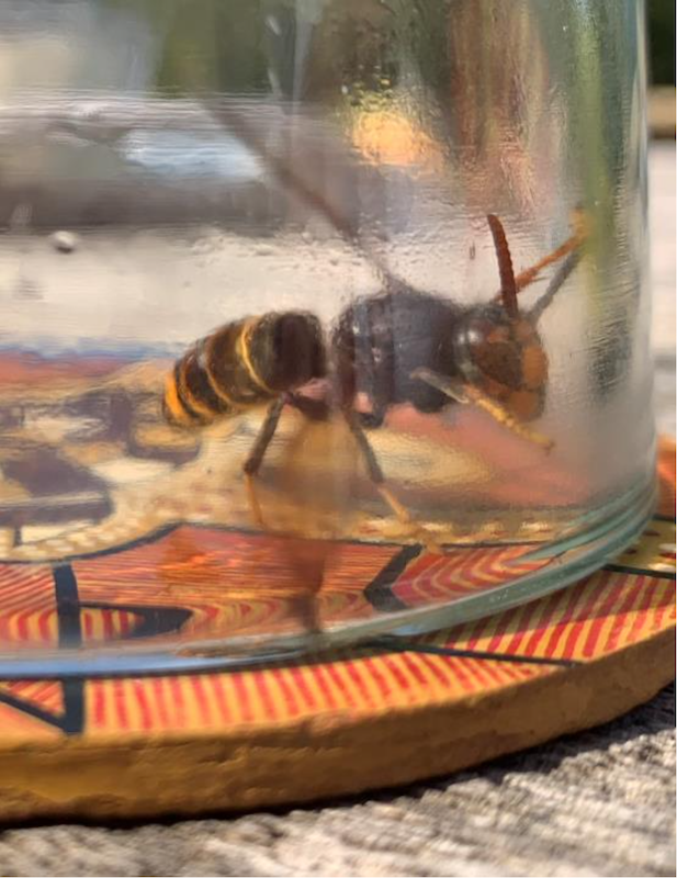 asian_hornet.png