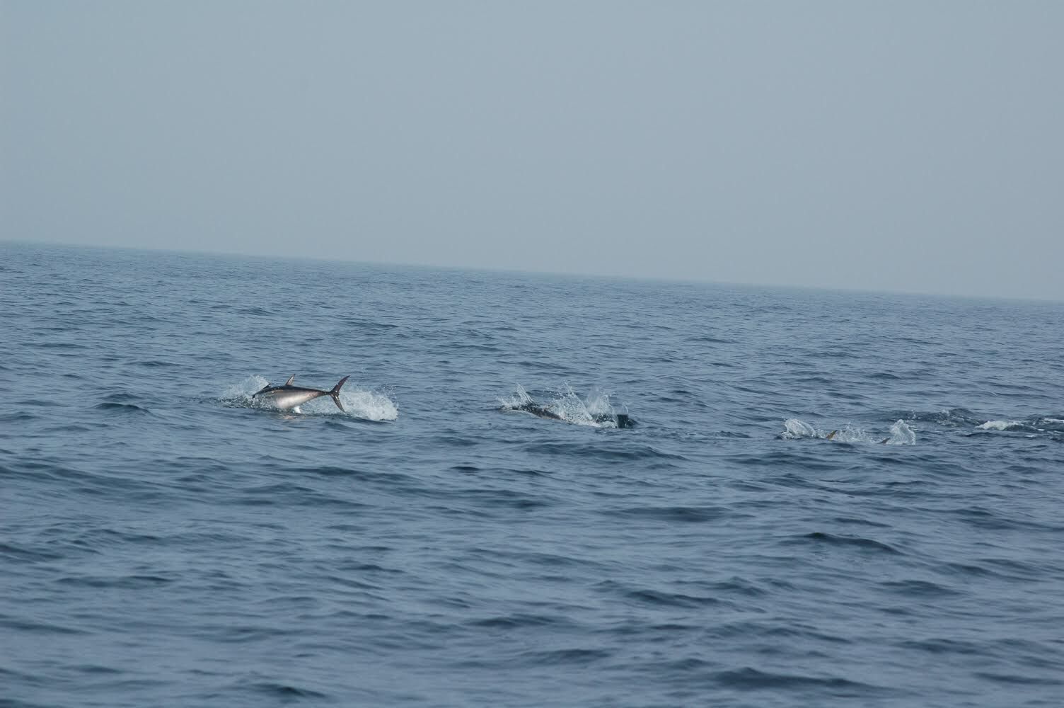 bluefin tuna shoal.jpg
