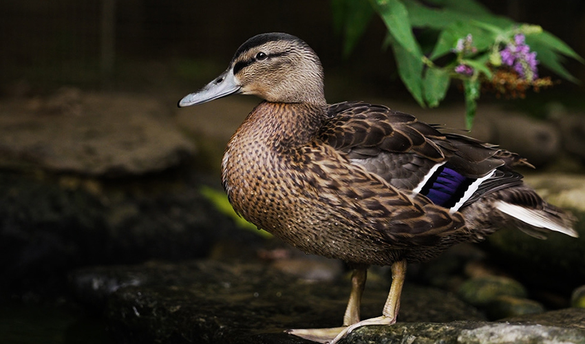 jspca_duck.jpg