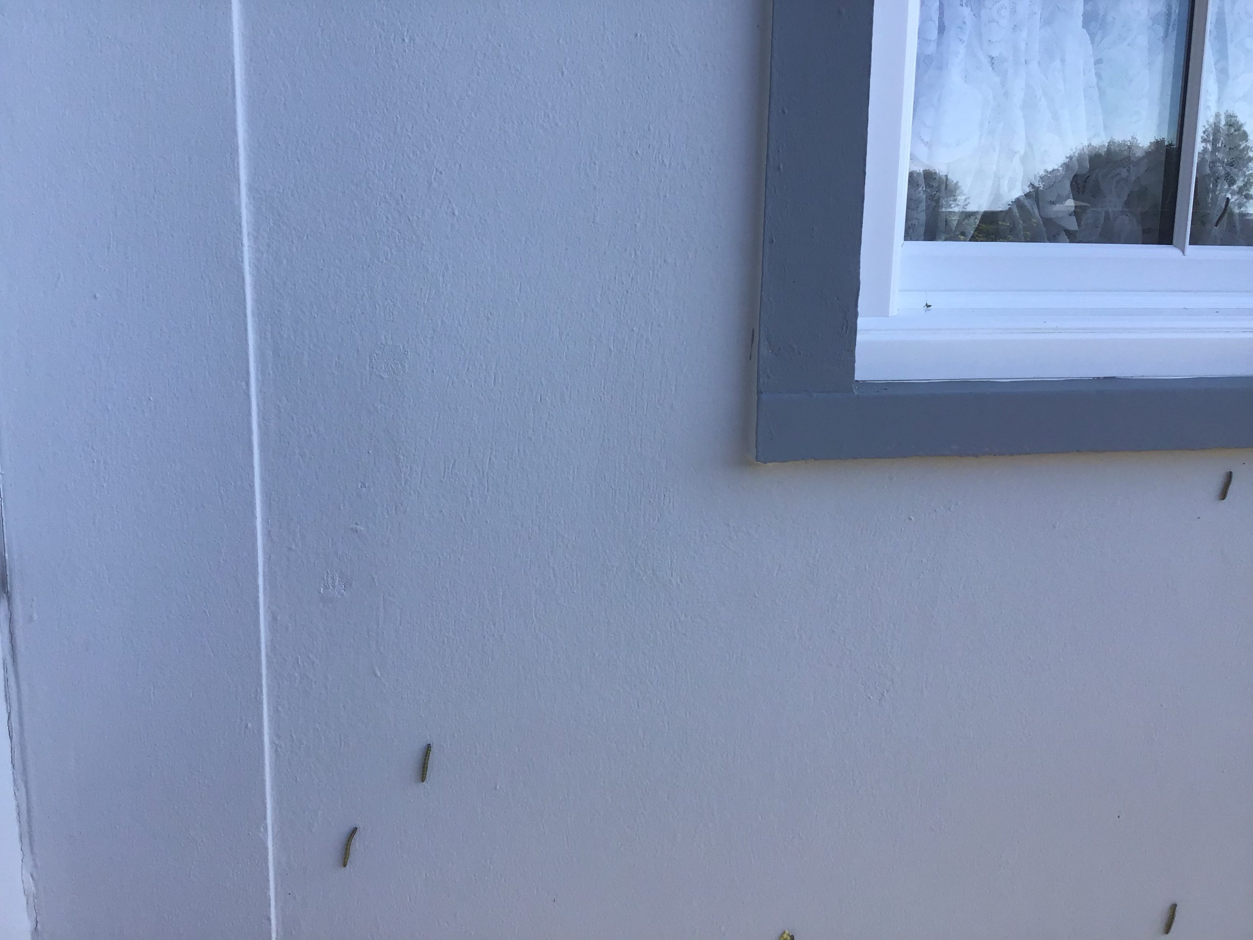 More_caterpillars.JPG