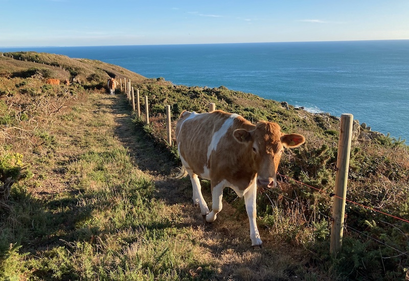 conservation_herd_icart.jpeg