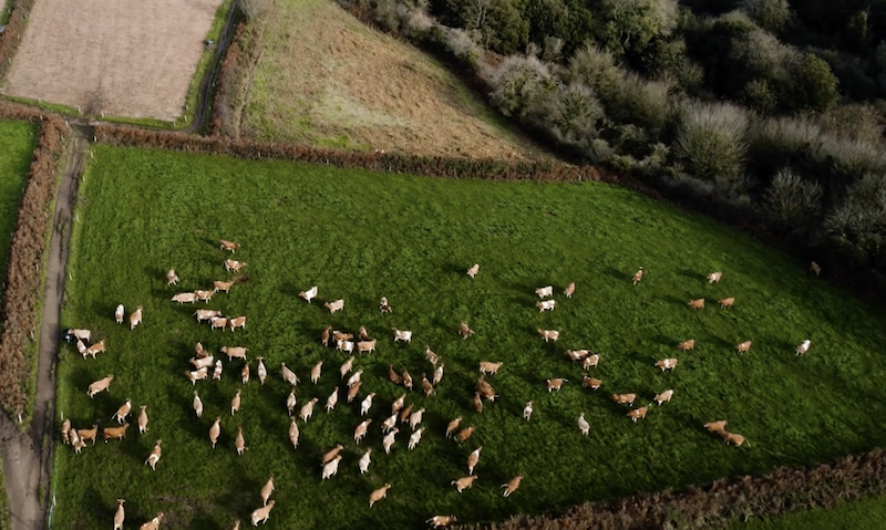 dairy_cows.png