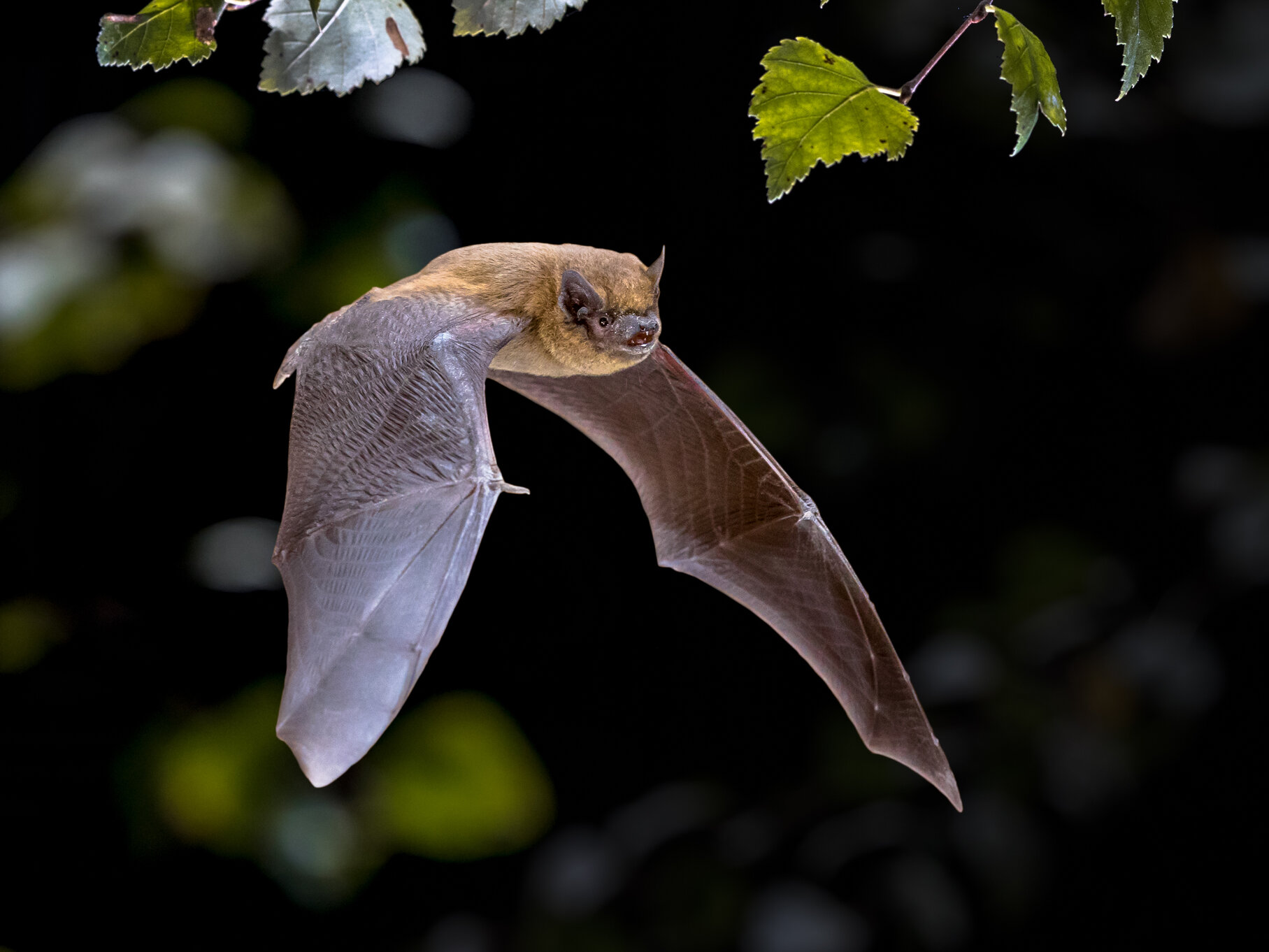 EXPLAINED: How to find a bat roost - Bailiwick Express News Jersey