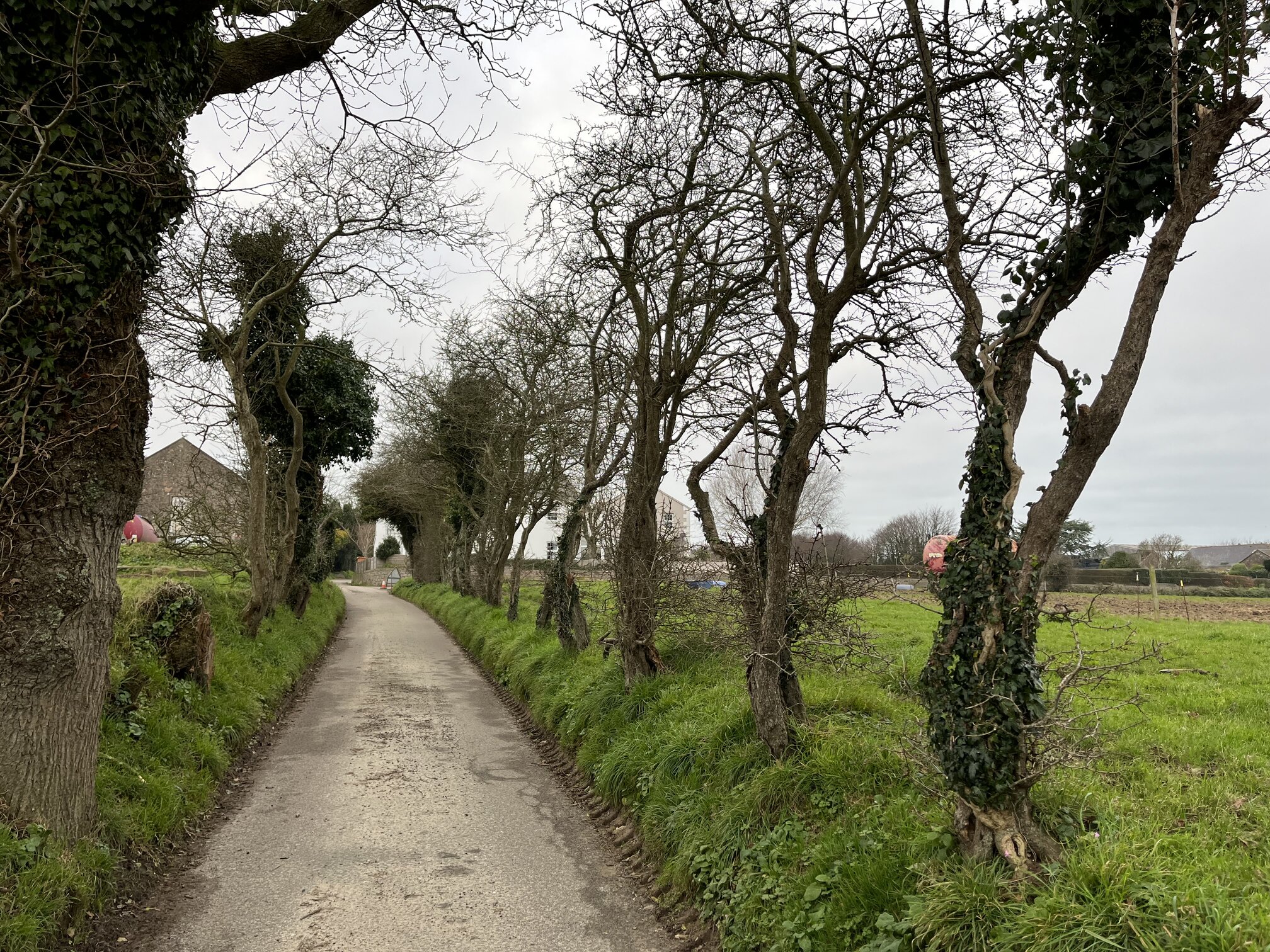 Sangan hedgerow before.jpeg