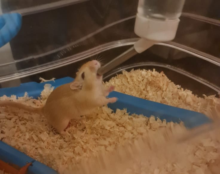 Abandoned_Gerbil3.jpg
