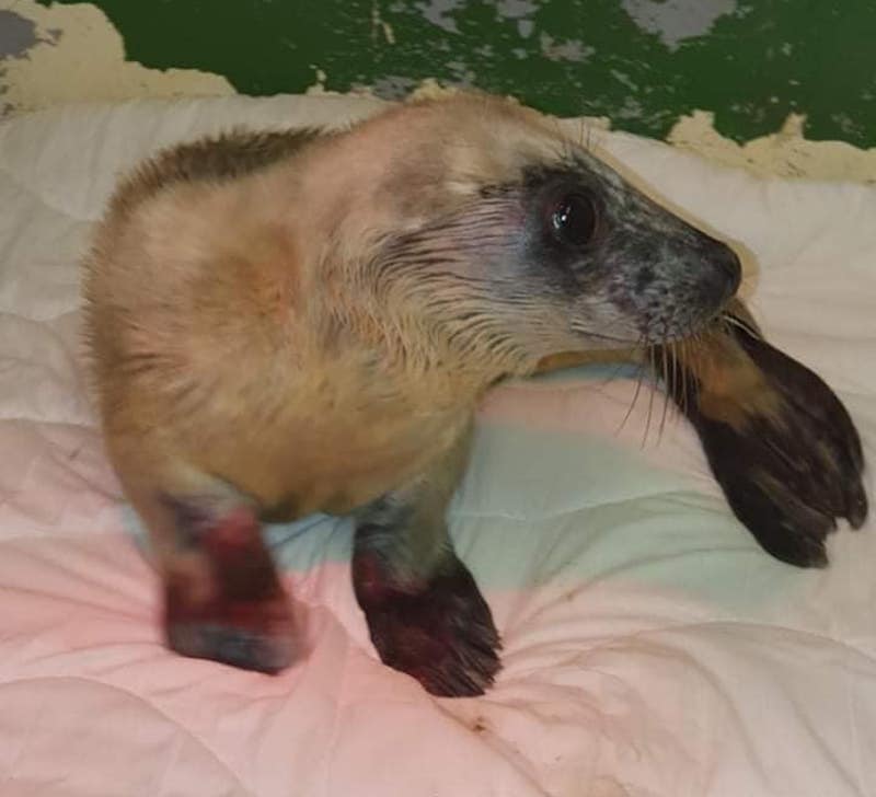 Joey_the_poorly_Jersey_seal_pup_now_at_the_GSPCA