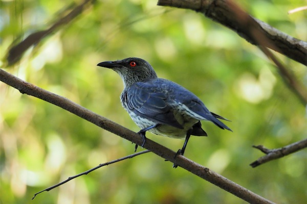glossy-starling-gc928be3a3_1920.jpg