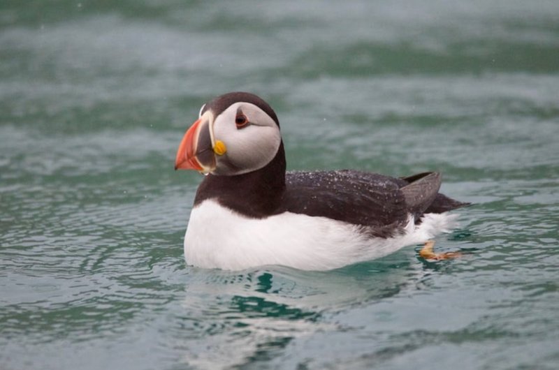 puffin.jpg