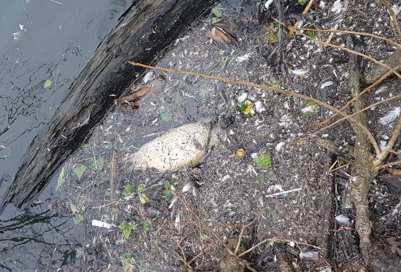 dead fish saumarez park