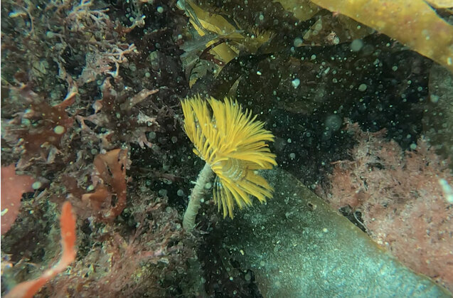 Portelet underwater snorkel trail.jpeg