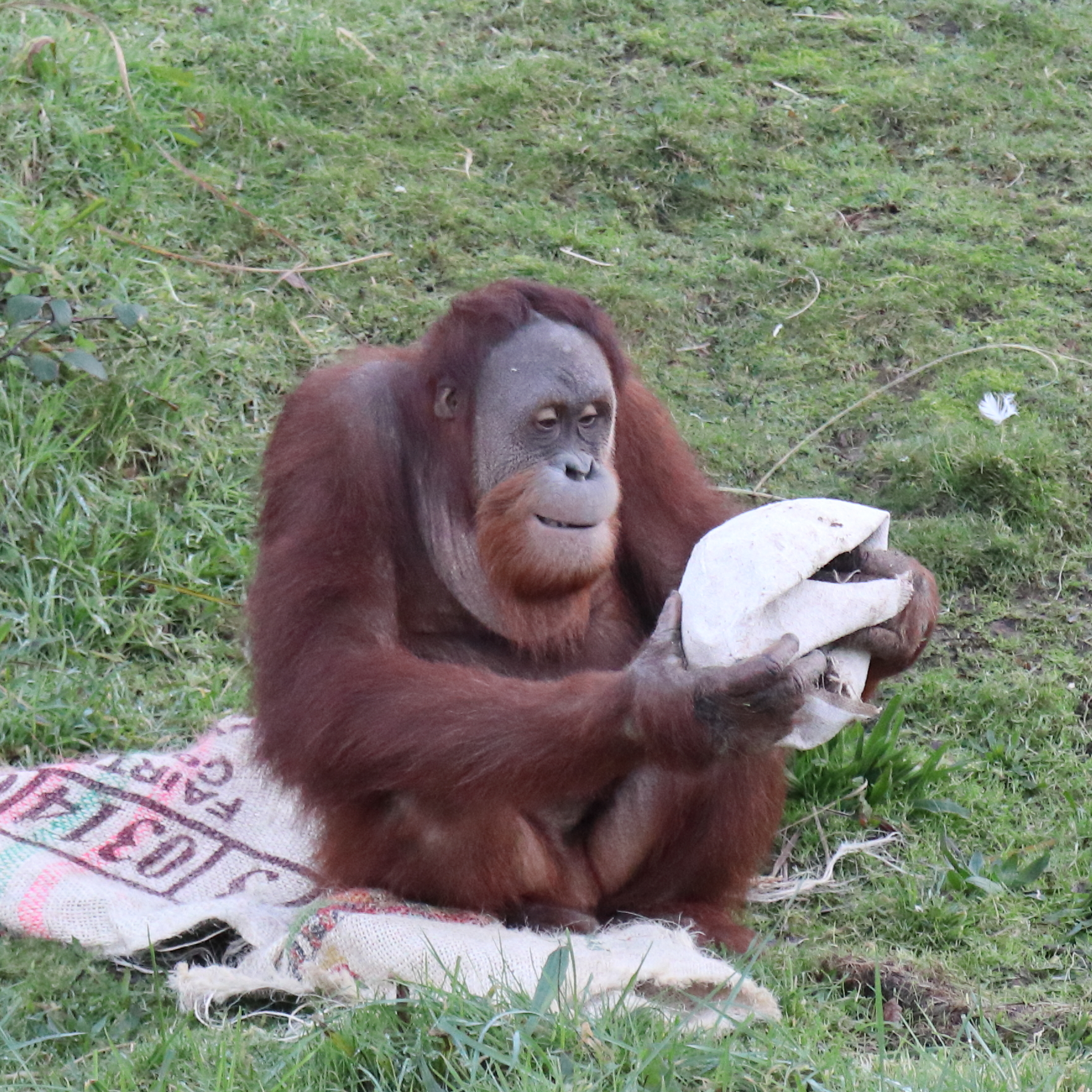 Orangutan.JPG