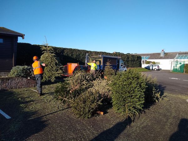 trees_being_chipped_in_2021.jpg