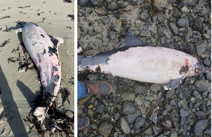 Dead_dolphins_February.jpg