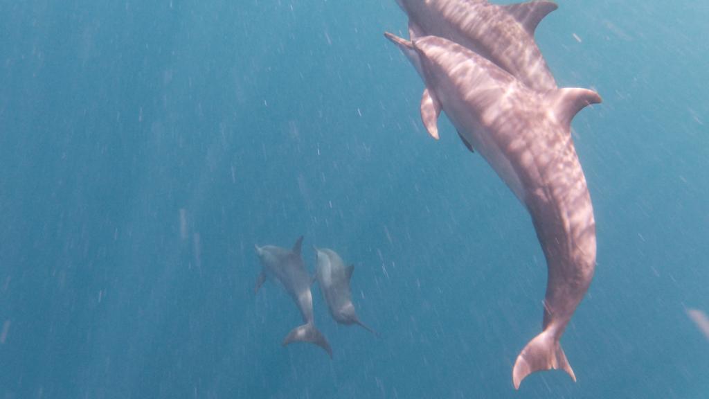 Dolphins.jpeg