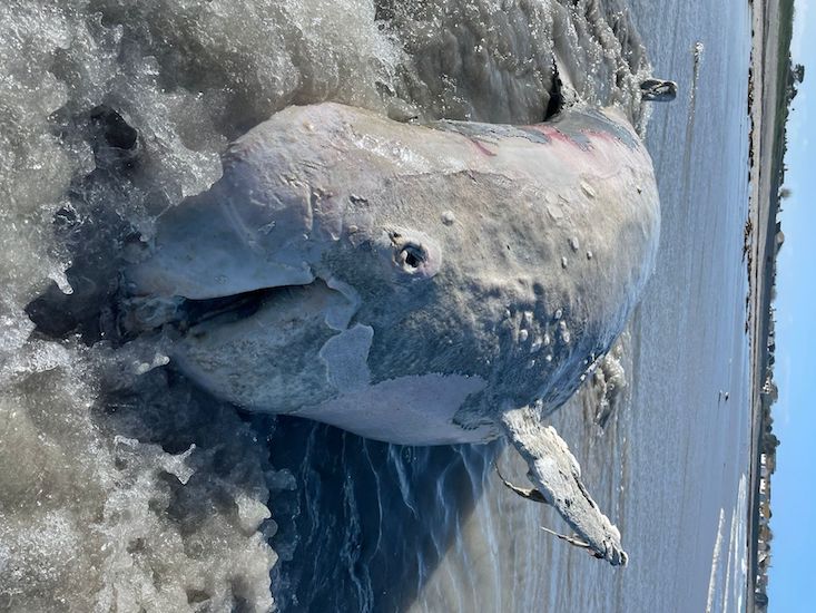 Rissos_dolphin.JPG