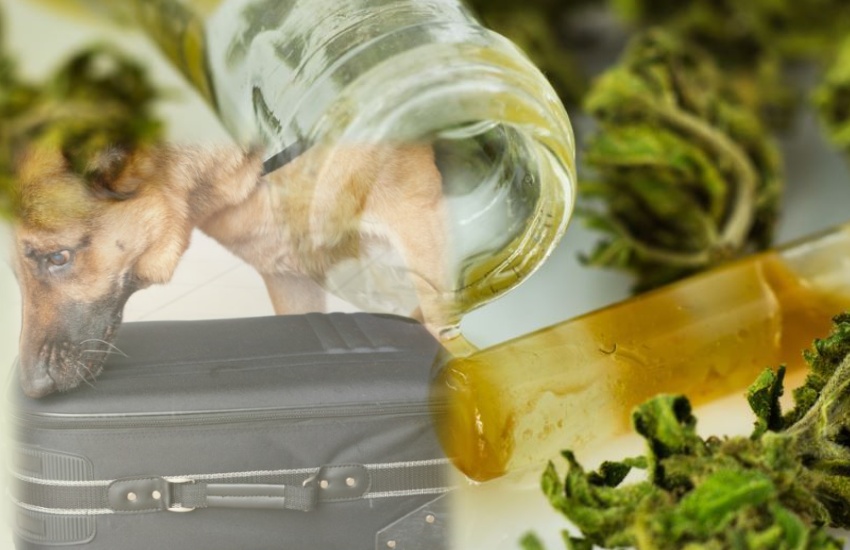 Sniffer_dog_and_cannabis_resin.jpg