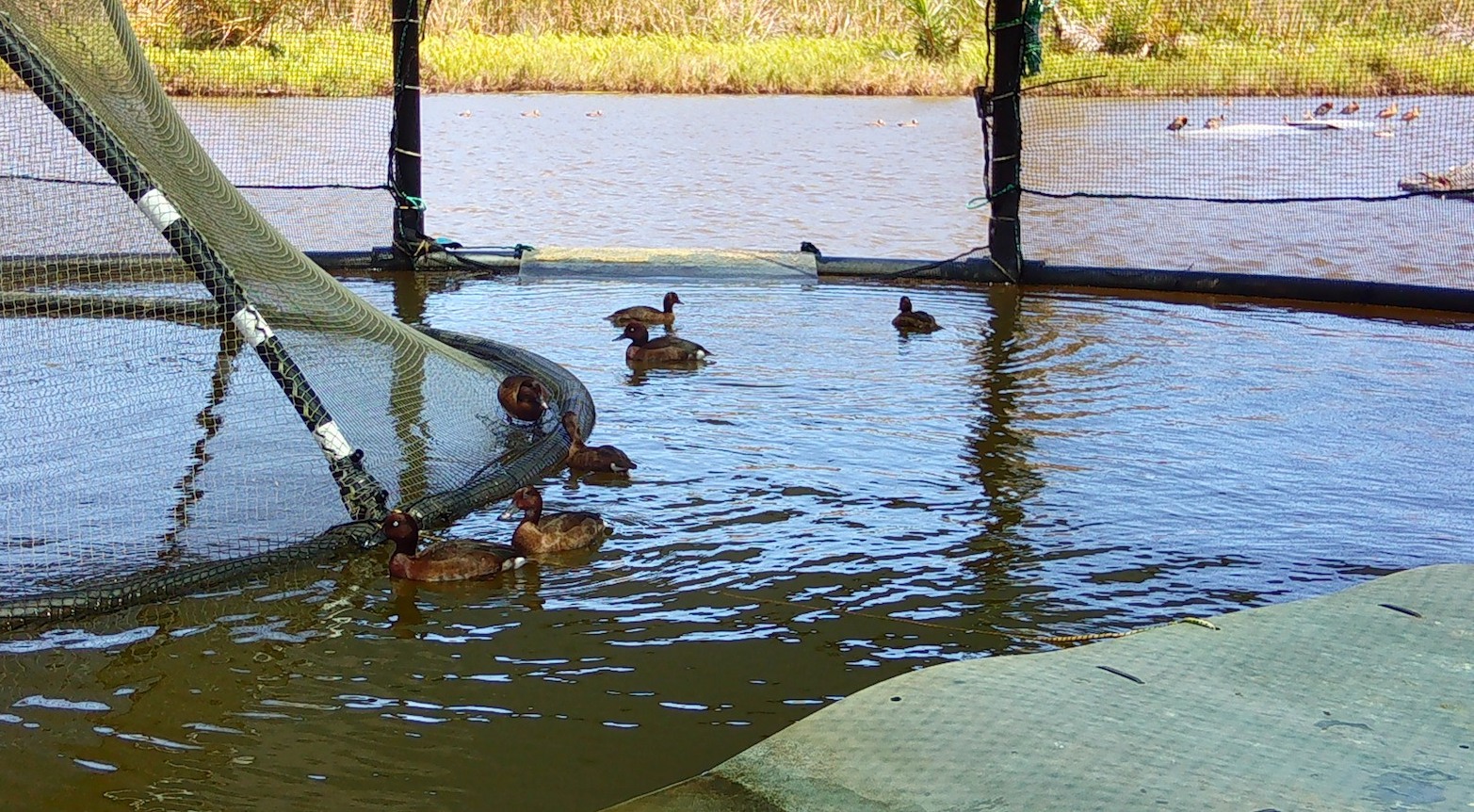pochards_before_leaving_the_floating_aviary_2021_Durrell.jpg