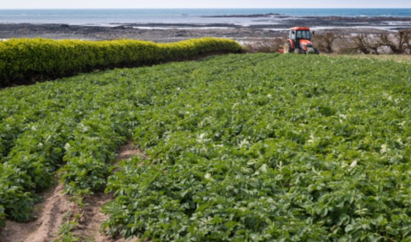 Jersey Royals Farming potatoes digging.jpeg