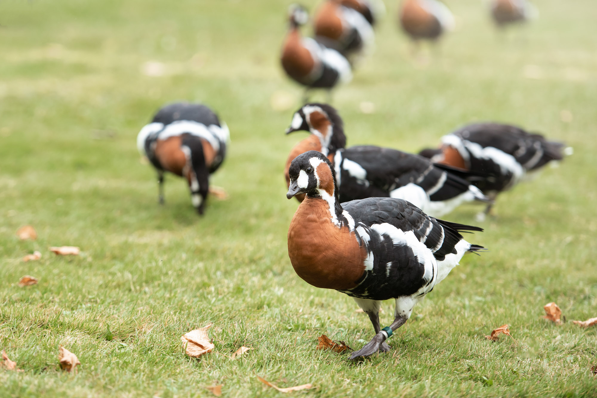 Red-breasted_goose_2021_04.jpeg