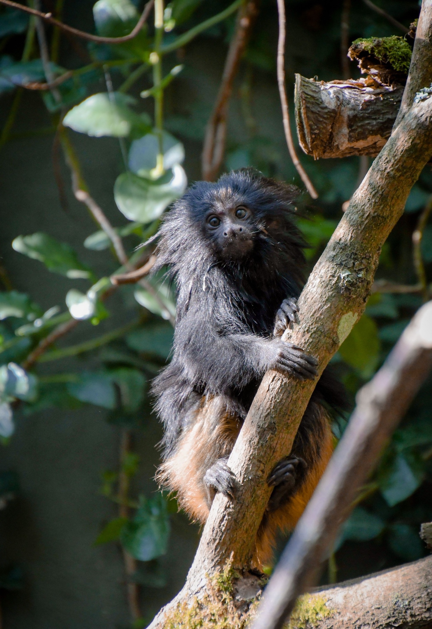 Tamarin.jpg