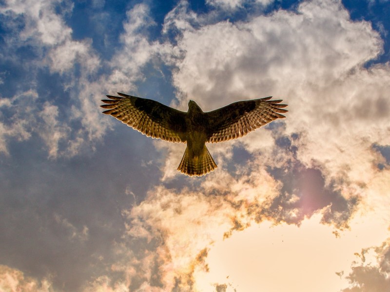 buzzard-g36b346779_1920.jpg