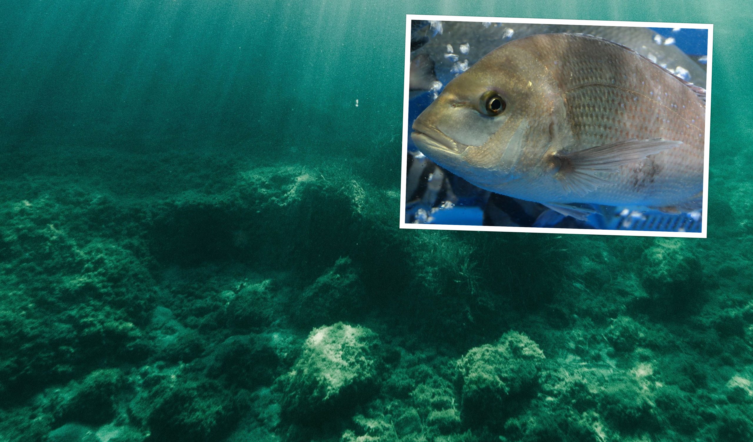 sea_bream_nesting.jpg