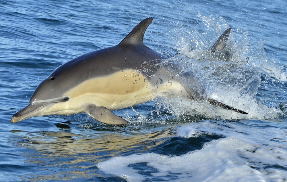 Common_Dolphin.jpg