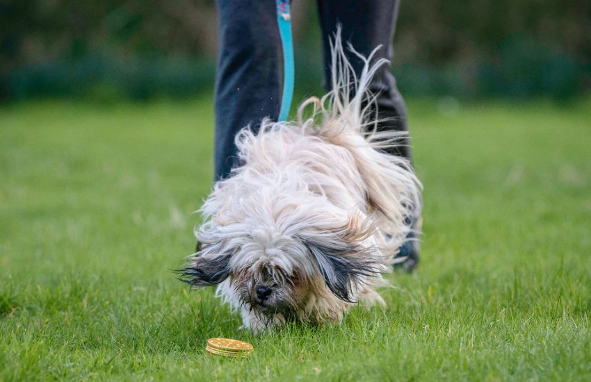 Dog_scent_work_1.jpg