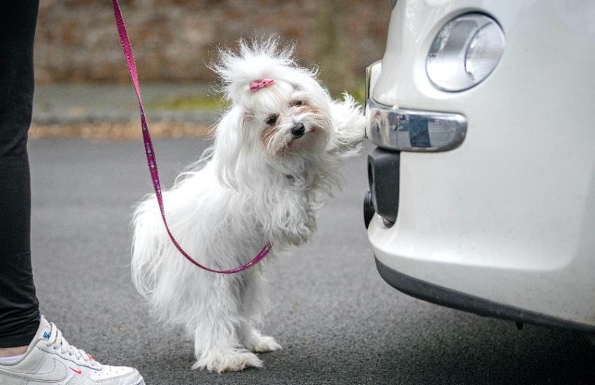 Dog_scent_work_6.jpg